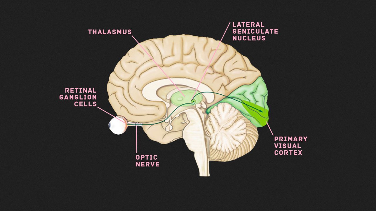 Das menschliche Gehirn