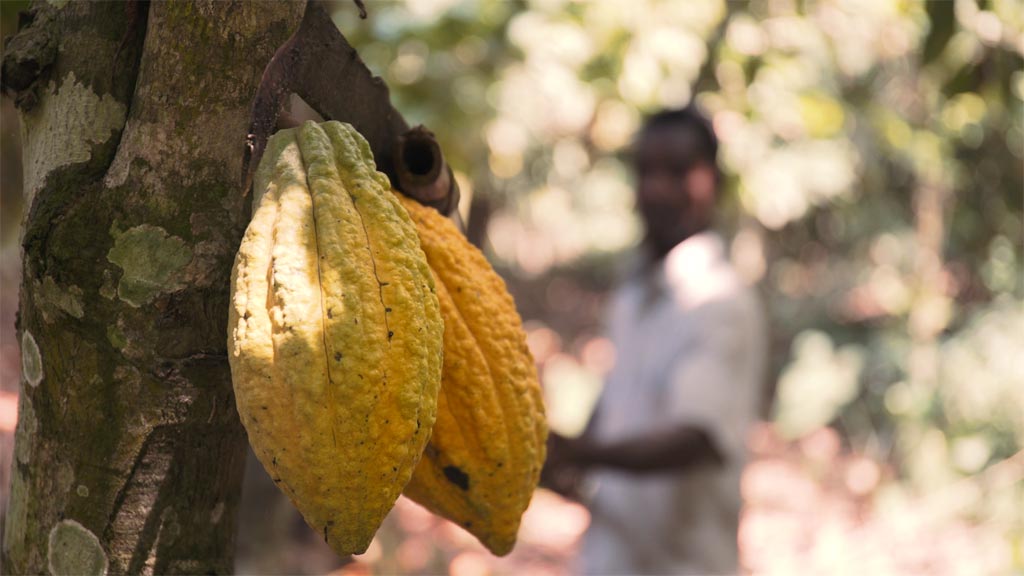 cocoa in ghana video