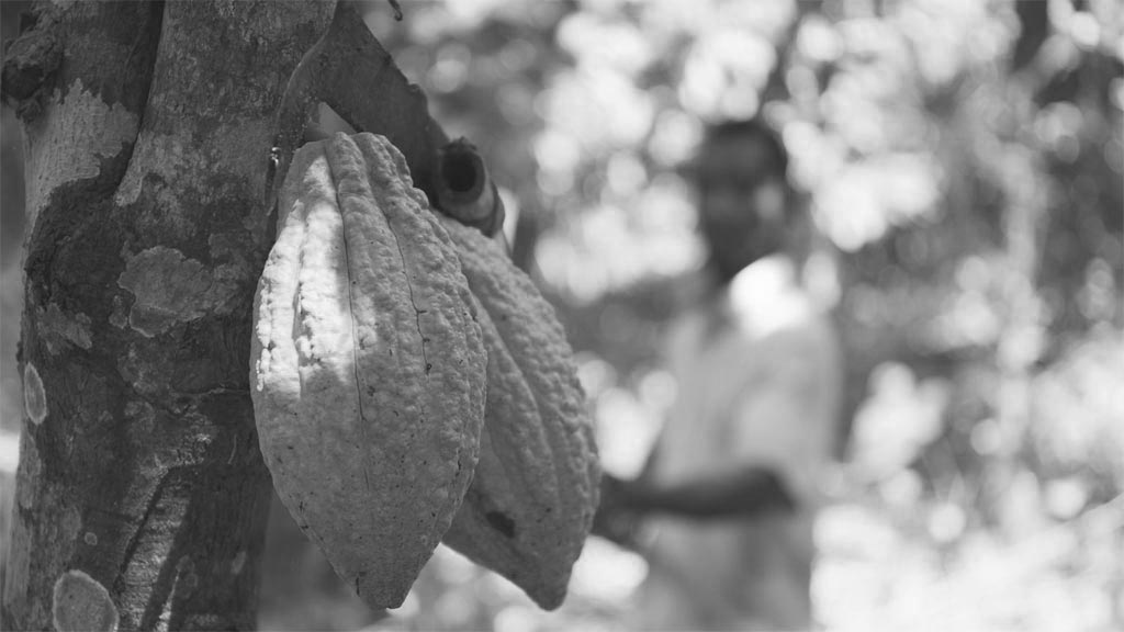 Cocoa in Ghana Documetary