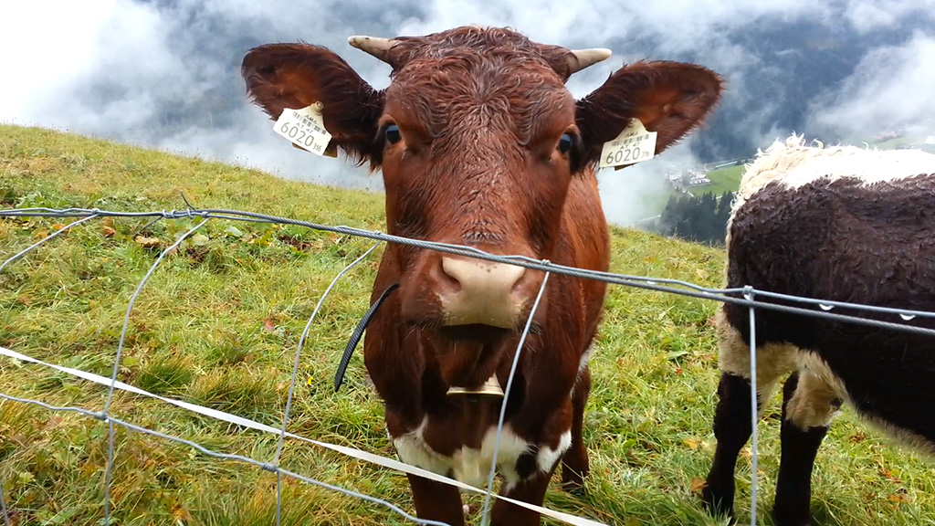 videomomente cow tirol werbung